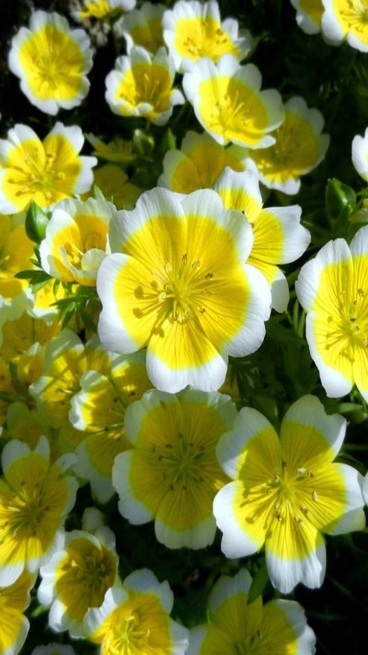 Earth Flower, Yellow Flower, Earth, 720x1280, Phone HD Wallpaper