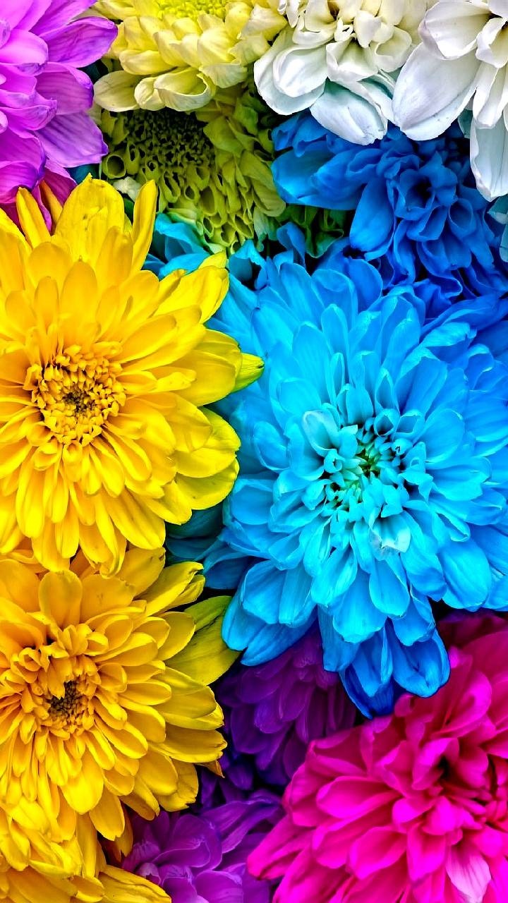 Earth Flower, Colors, Colorful, Earth, Chrysanthemum, 720x1280, Phone HD Wallpaper
