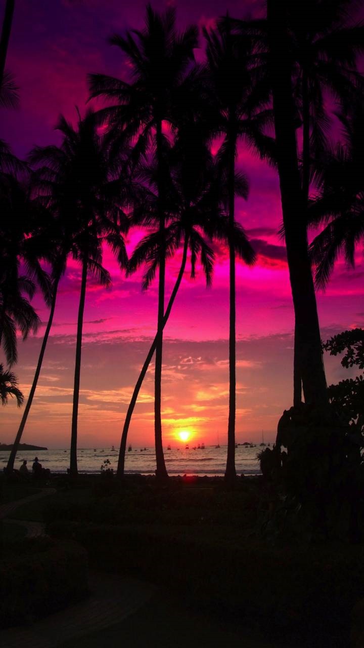 Earth Sunset, Palm Tree, Sky, Tropical, Earth, 720x1280, Phone HD Wallpaper
