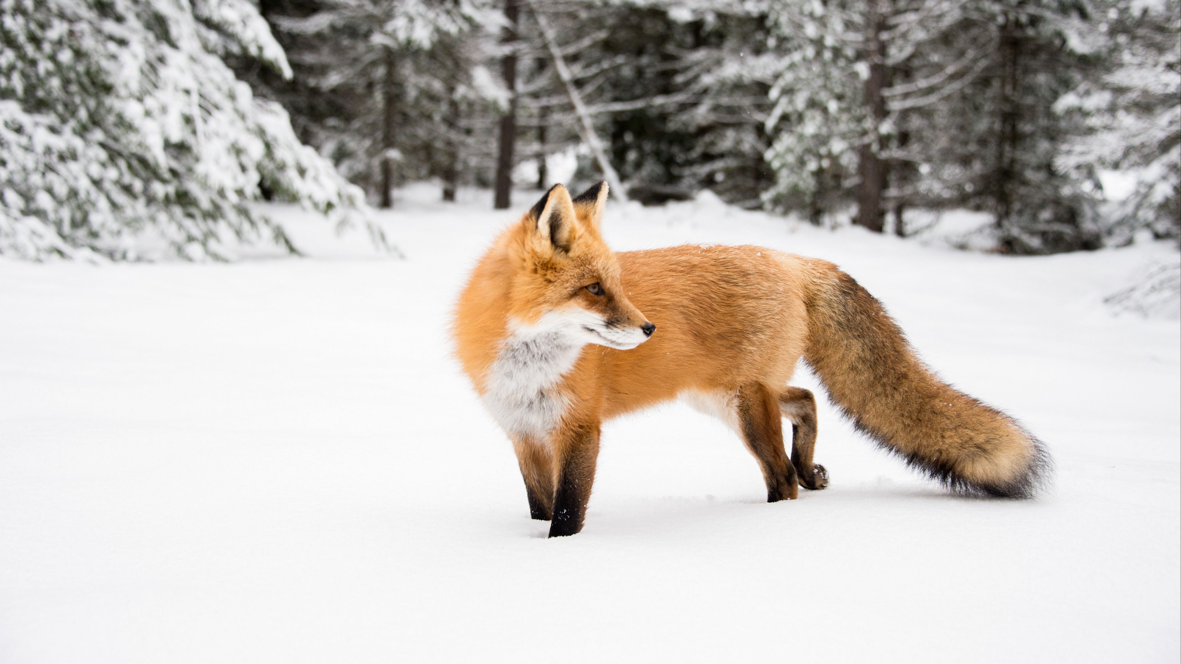 fox, orange, animal, snow, winter, 4k, HD Wallpaper