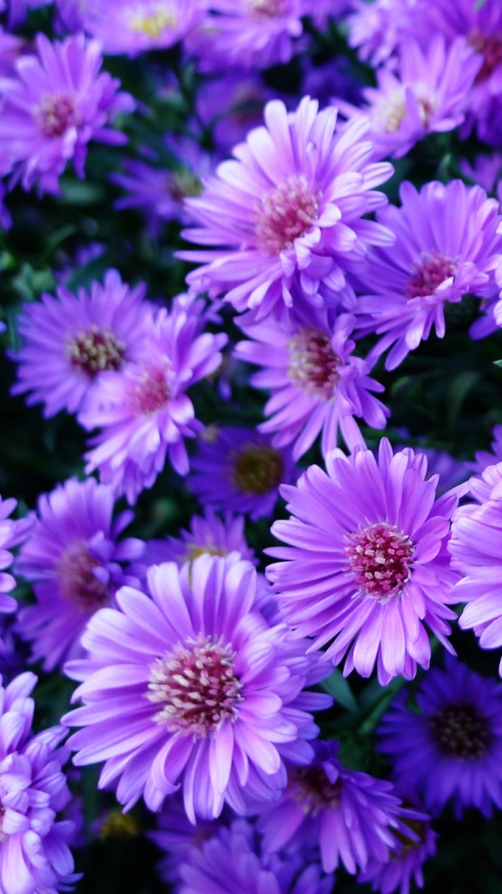 Earth Flower, 720x1280, Phone HD Wallpaper