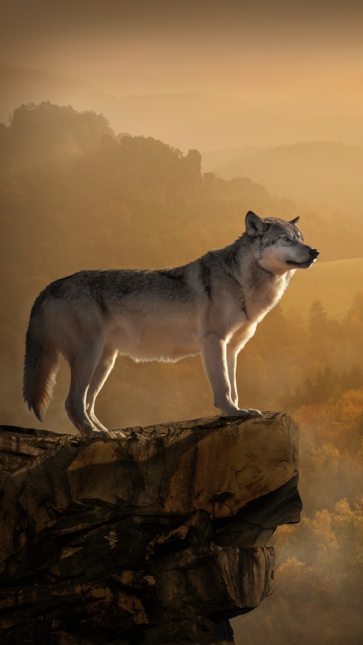 Animal Wolf, Manipulation, Forest, 720x1280, Phone HD Wallpaper