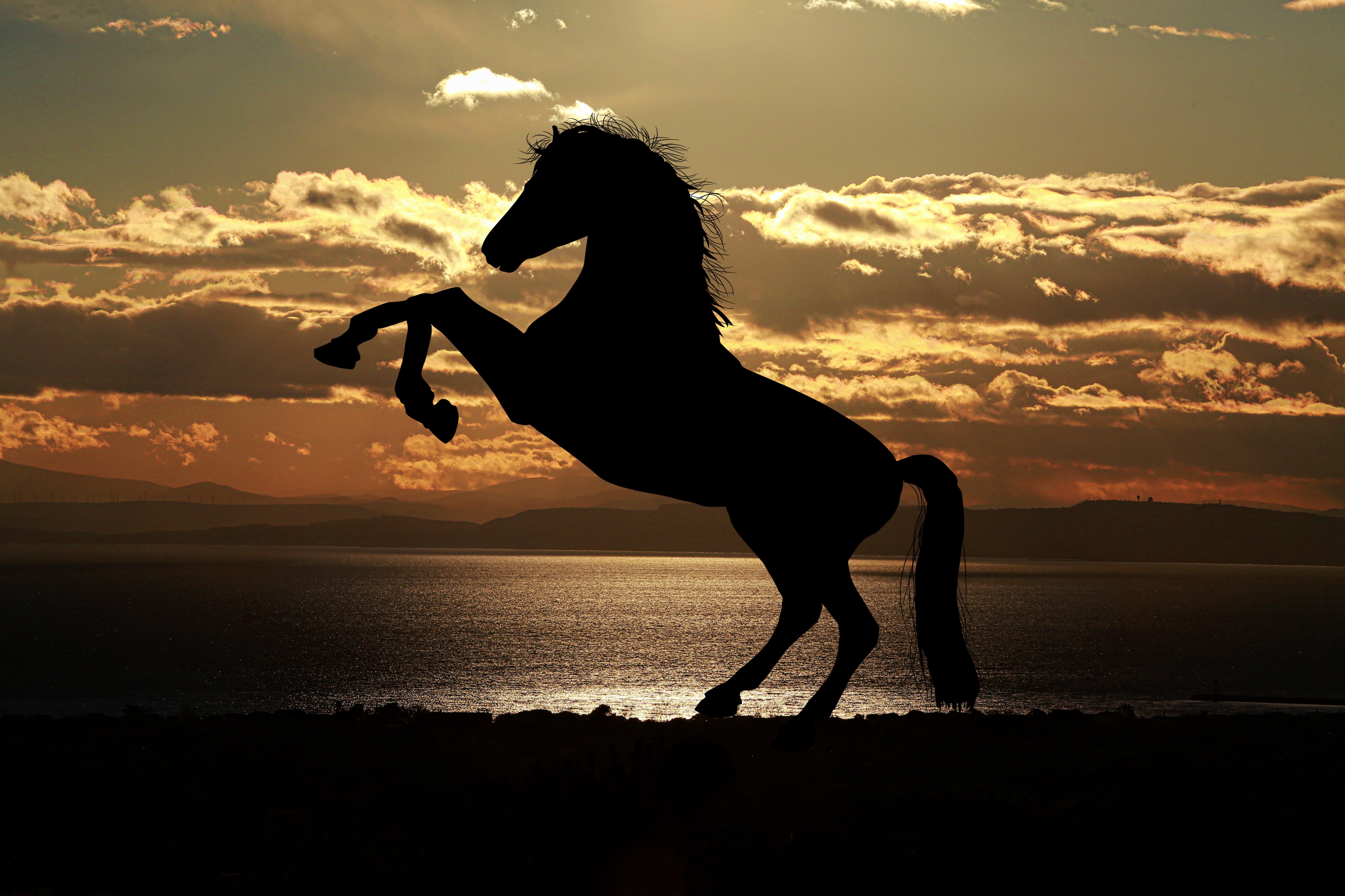 horse, animals, reflections, sea, hd, 4k, 5k, silhouette, HD Wallpaper