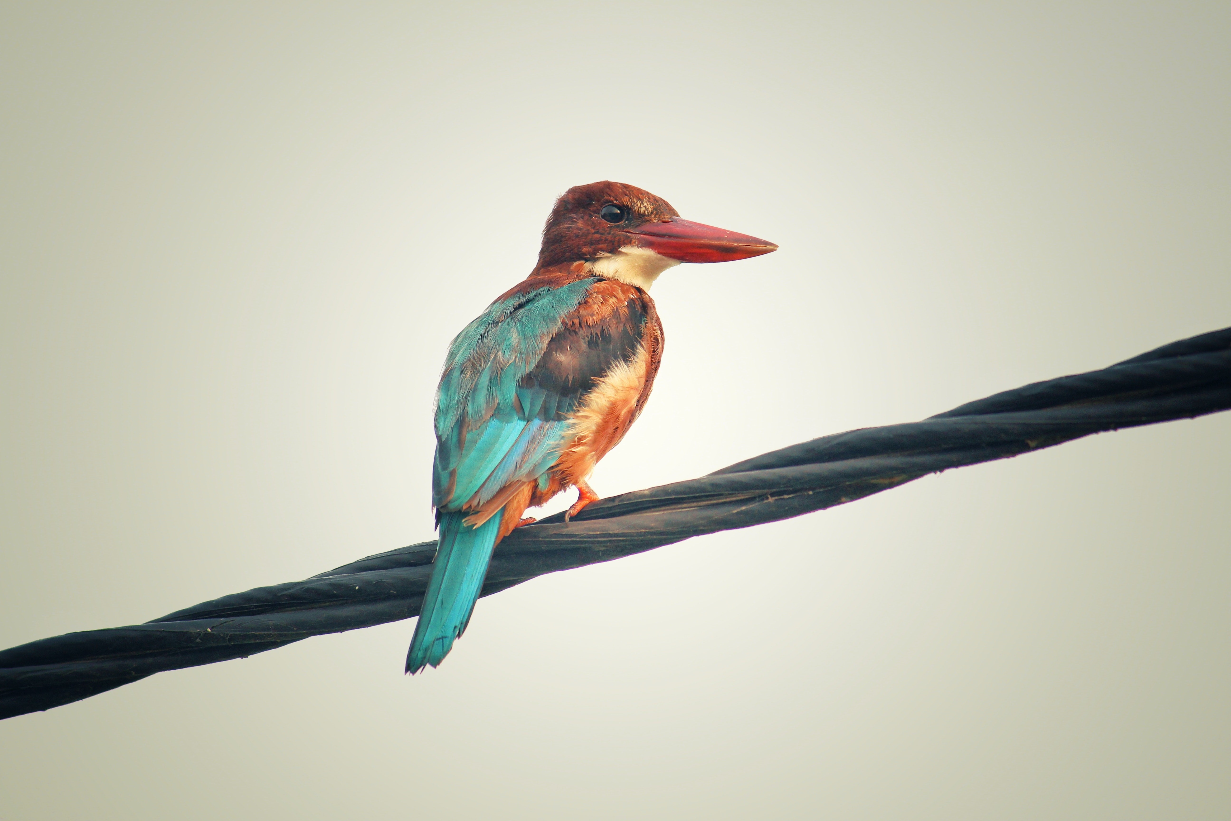 colorful, bird, hd, 4k, 5k, HD Wallpaper