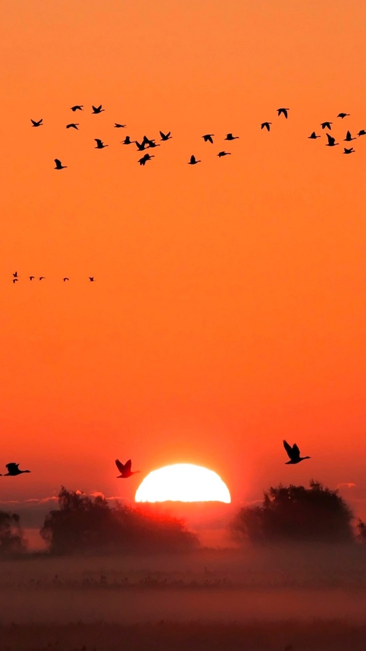 Earth Sunset, Earth, Landscape, Nature, Bird, 720x1280, Phone HD Wallpaper