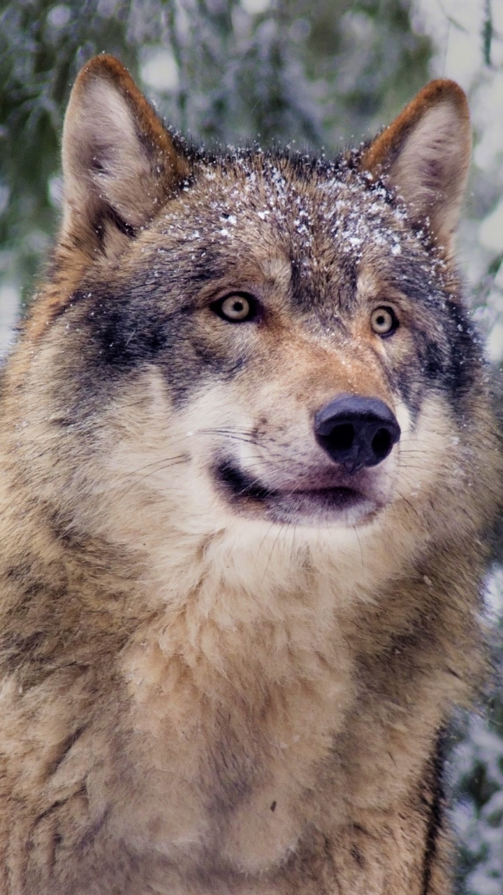 Animal Wolf, Snow, Grey Wolf, 720x1280, Phone HD Wallpaper