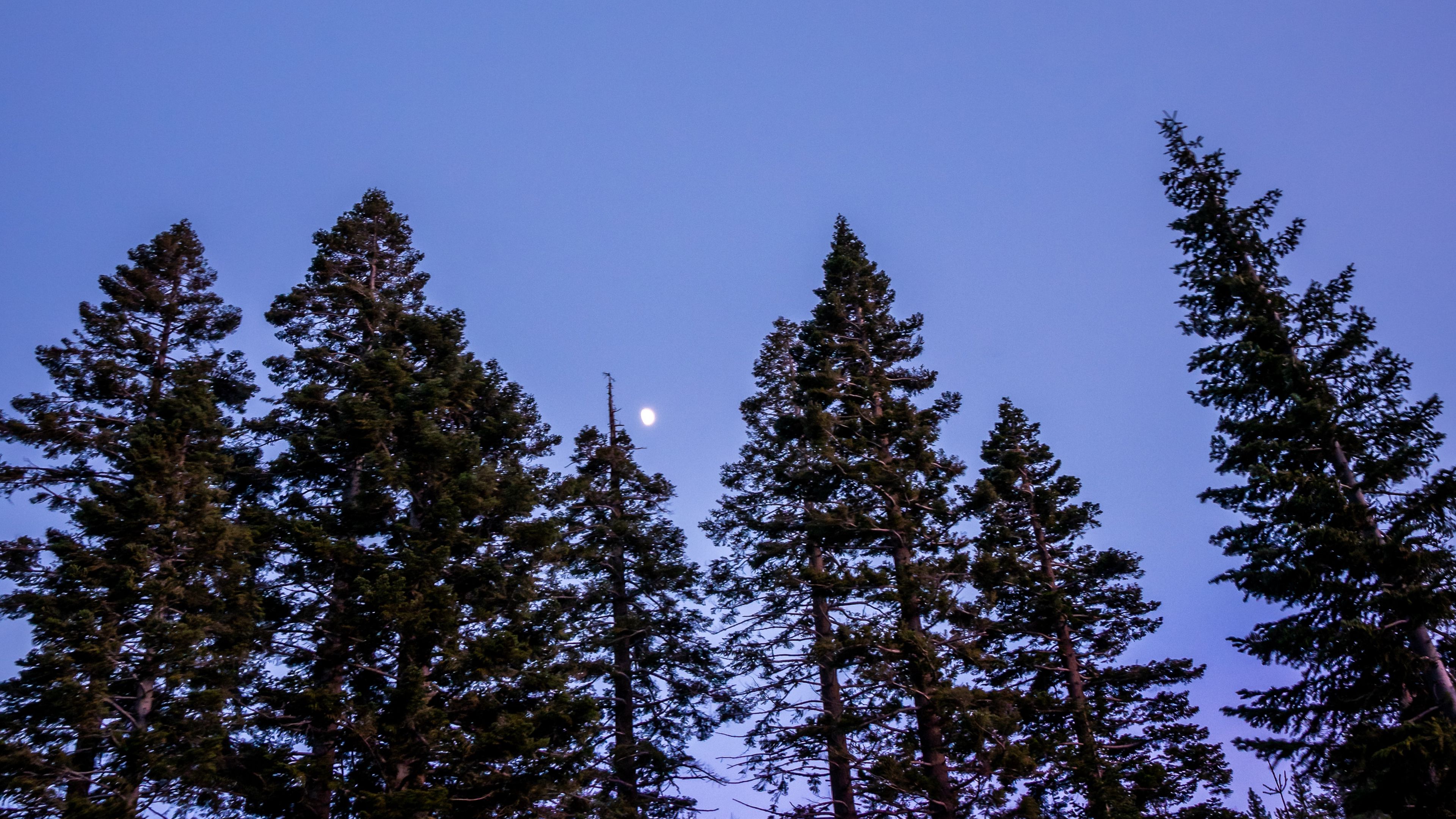 trees, moon, sky, 4k, HD Wallpaper