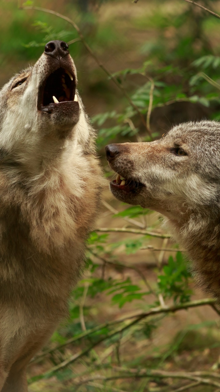 Animal Wolf, Howling, Close-up, Blur, 720x1280, Phone HD Wallpaper