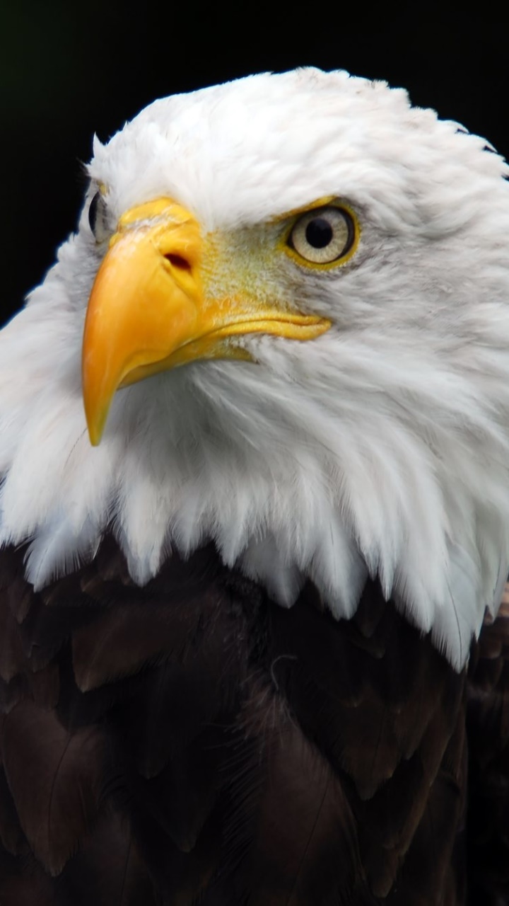 Animal Bald Eagle, 720x1280, Phone HD Wallpaper