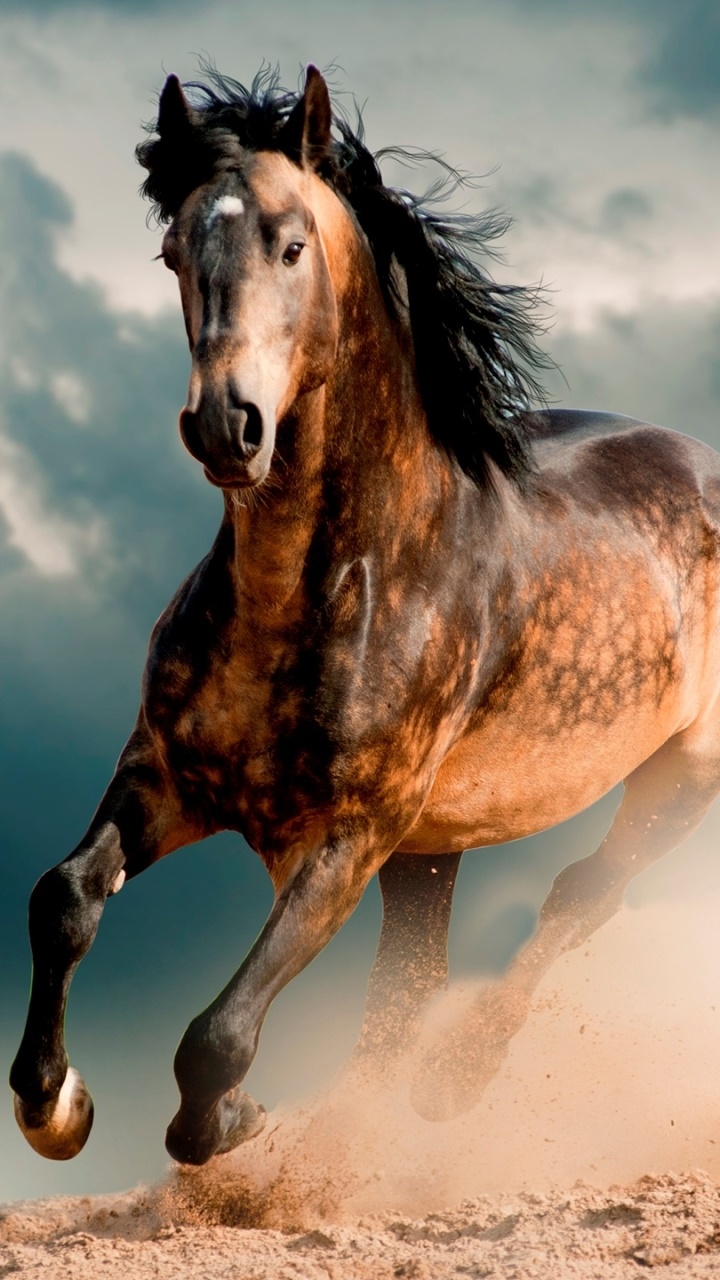 Animal Horse, 720x1280, Phone HD Wallpaper