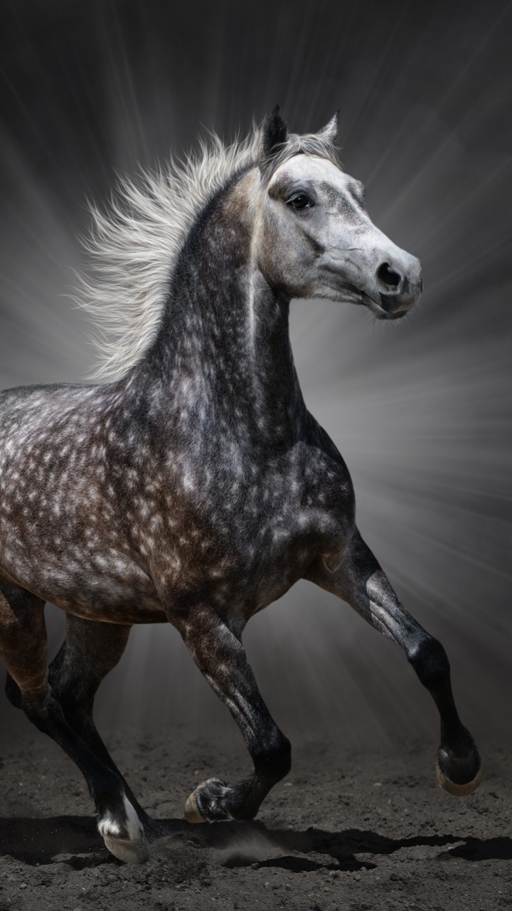 Animal Horse, 720x1280, Phone HD Wallpaper