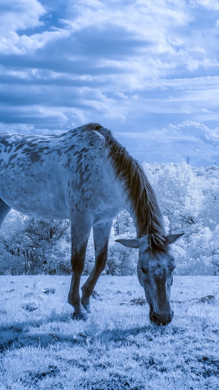 Animal Horse, Field, Snow, White, 720x1280, Phone HD Wallpaper