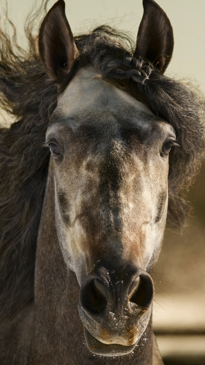 Animal Horse, 720x1280, Phone HD Wallpaper
