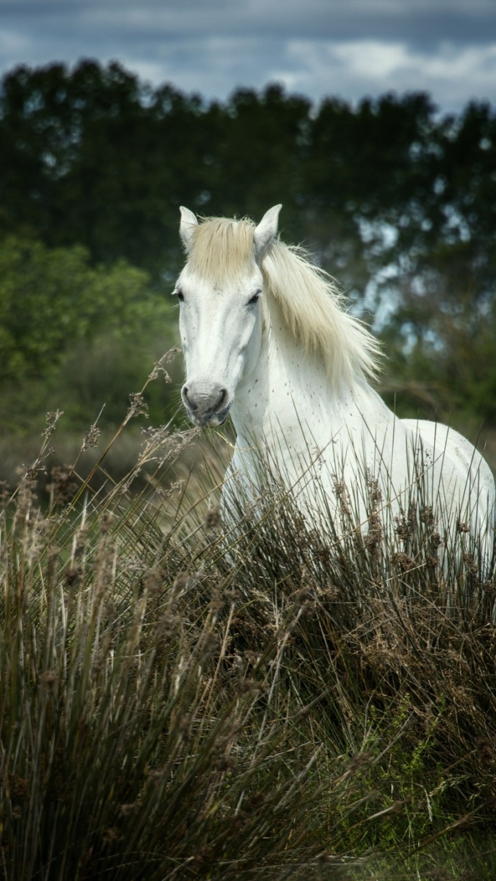 Animal Horse, Stare, 720x1280, Phone HD Wallpaper