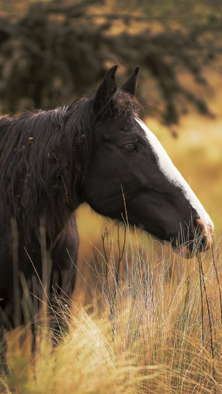 Animal Horse, Grass, Depth Of Field, 720x1280, Phone HD Wallpaper