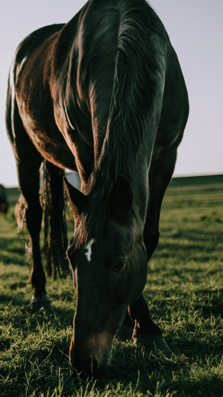 Animal Horse, Grass, Depth Of Field, 720x1280, Phone HD Wallpaper
