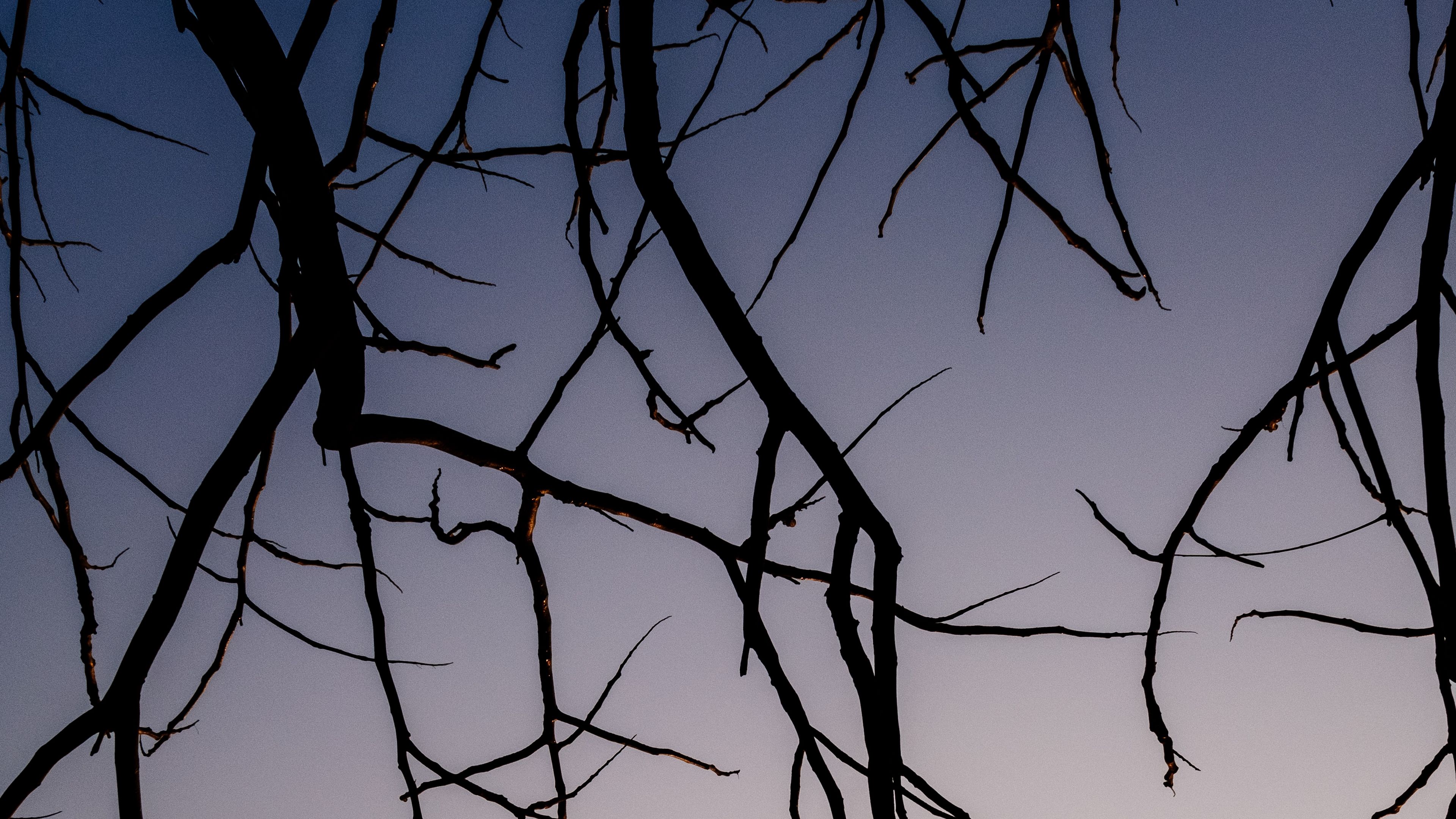 branches, dark, sky, 4k, HD Wallpaper