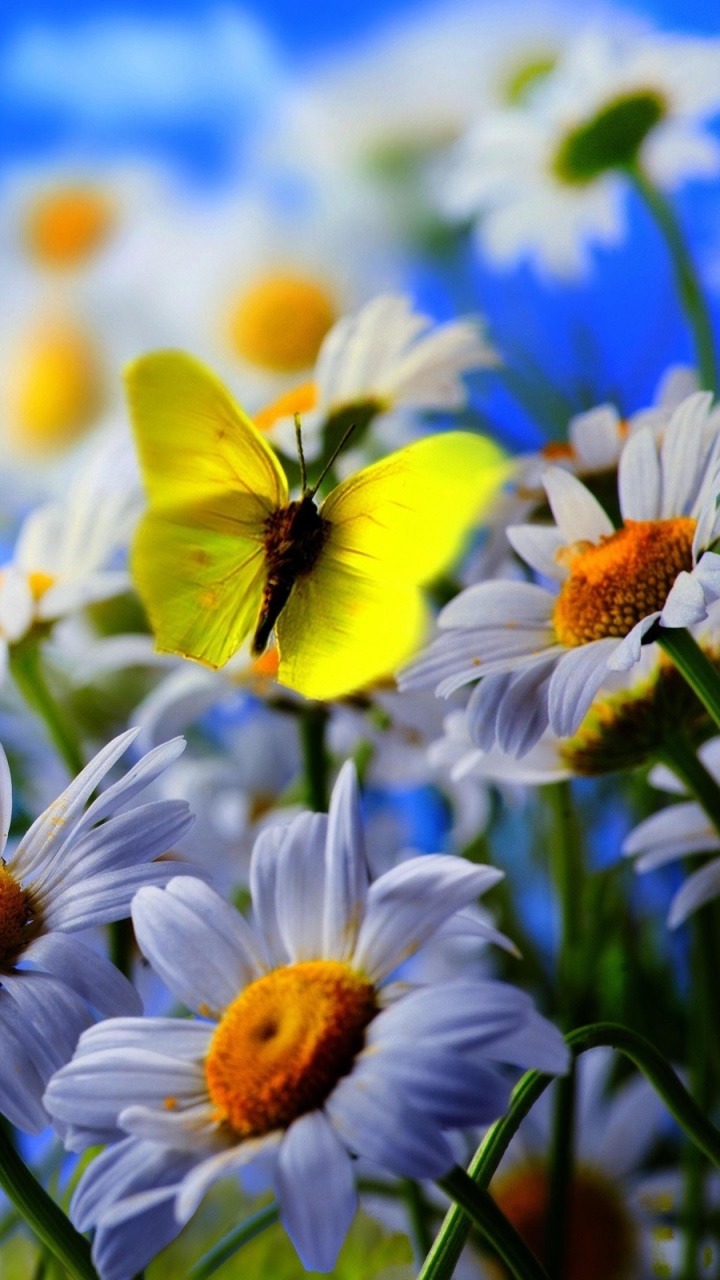 Animal Butterfly, 720x1280, Phone HD Wallpaper
