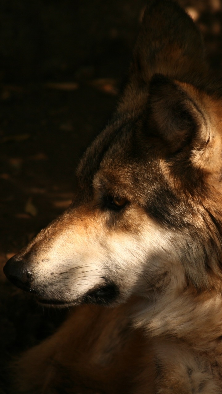 Animal Wolf, 720x1280, Phone HD Wallpaper