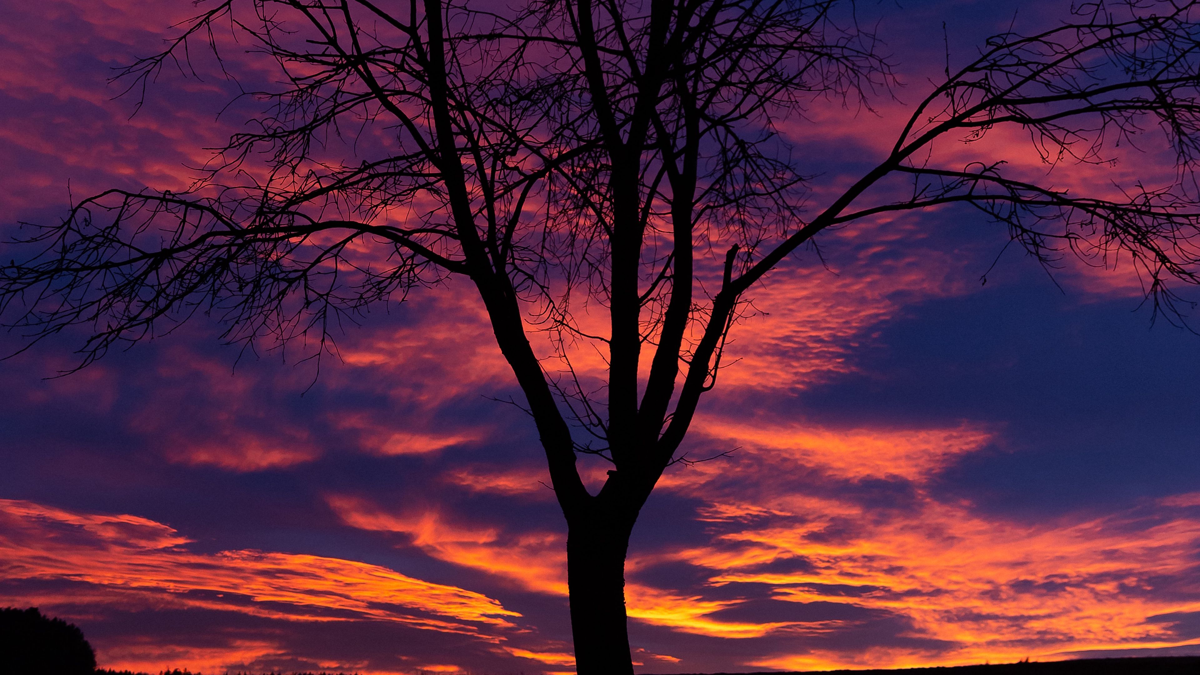 sunset, tree, silhouette, 4k, HD Wallpaper