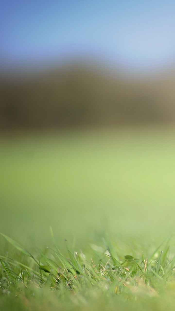 Animal Labrador Retriever, Dog, Grass, Muzzle, Blur, 720x1280, Phone HD Wallpaper