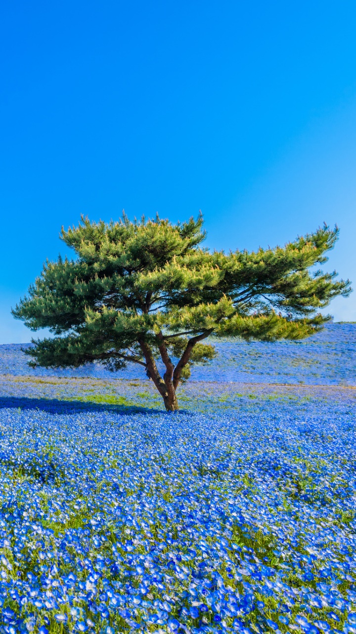 Earth Flower, Sky, Blue Flower, Nature, Tree, Lonely Tree, 720x1280, Phone HD Wallpaper
