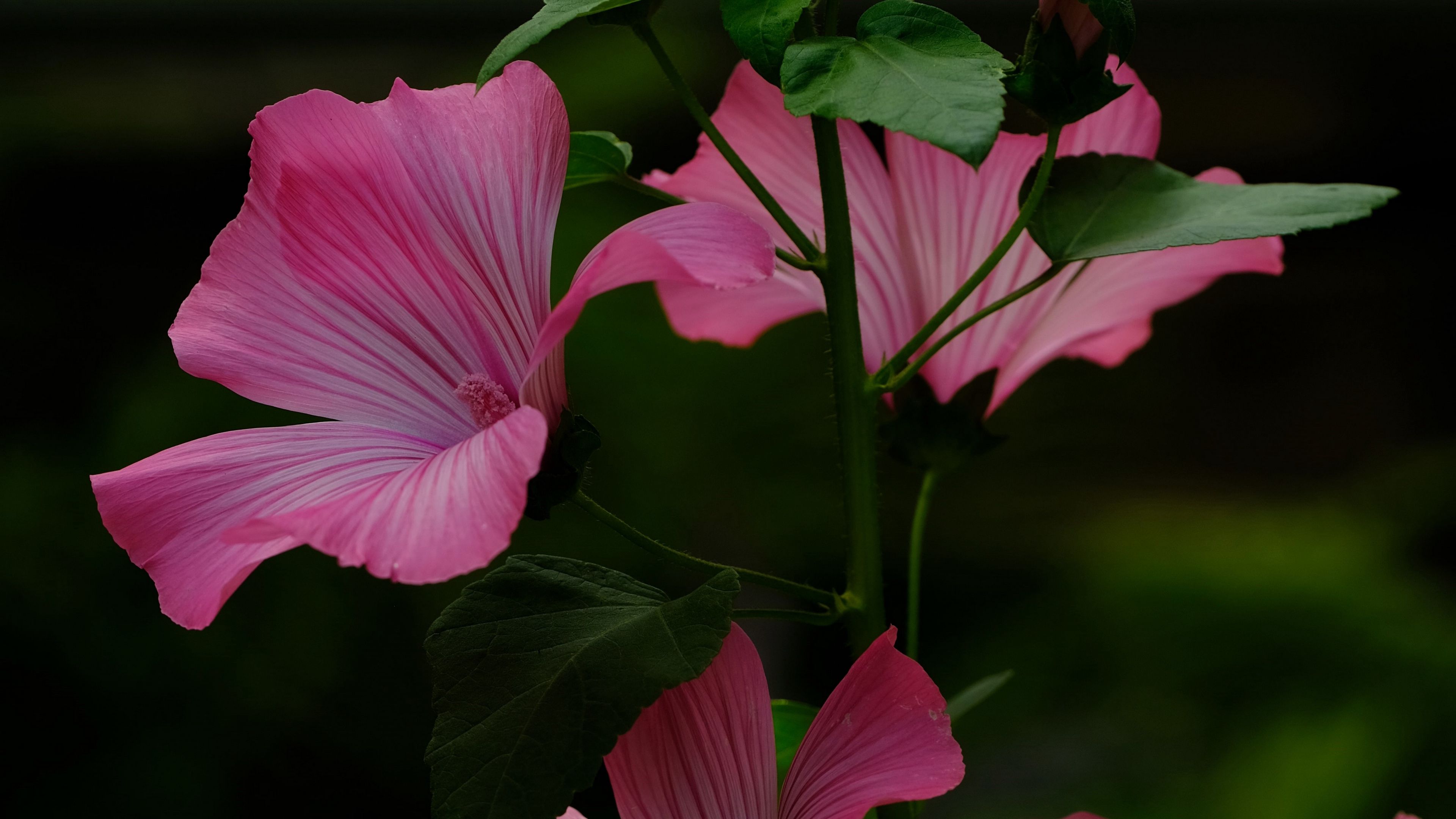 flower, pink, loach, plant, leaves, 4k, HD Wallpaper