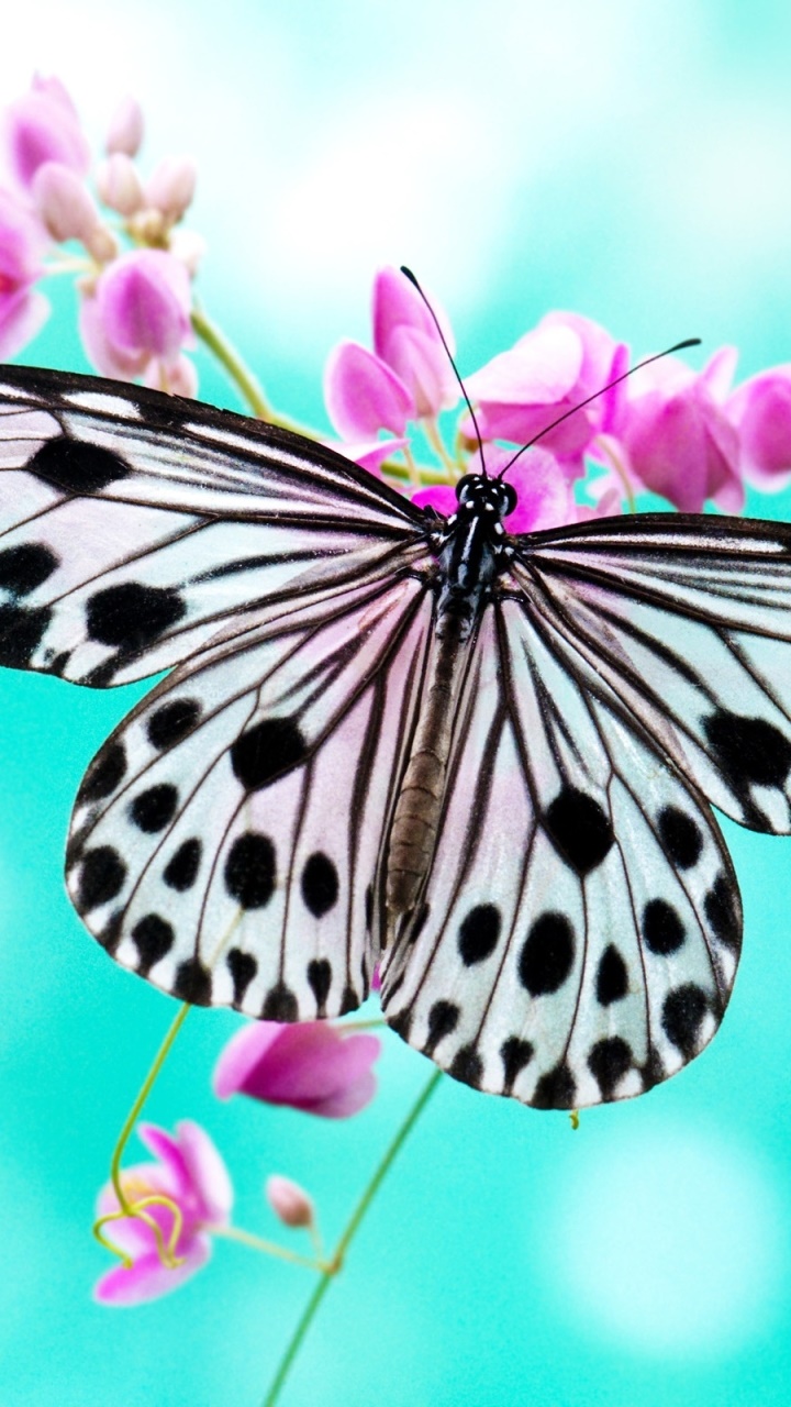 Animal Butterfly, 720x1280, Phone HD Wallpaper