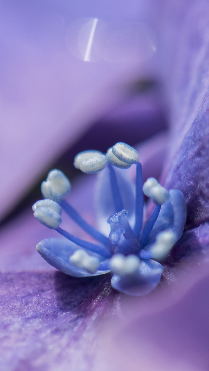 Earth Flower, Purple, Nature, Macro, 720x1280, Phone HD Wallpaper