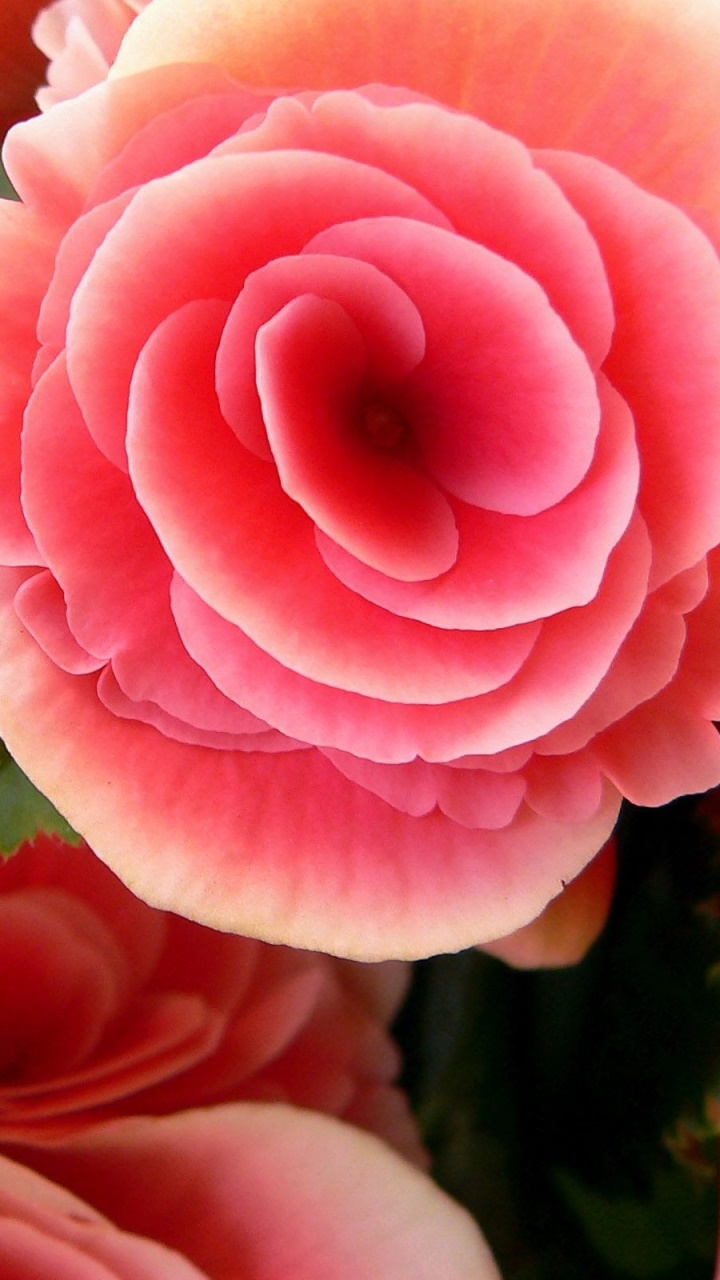 Earth Flower, 720x1280, Phone HD Wallpaper