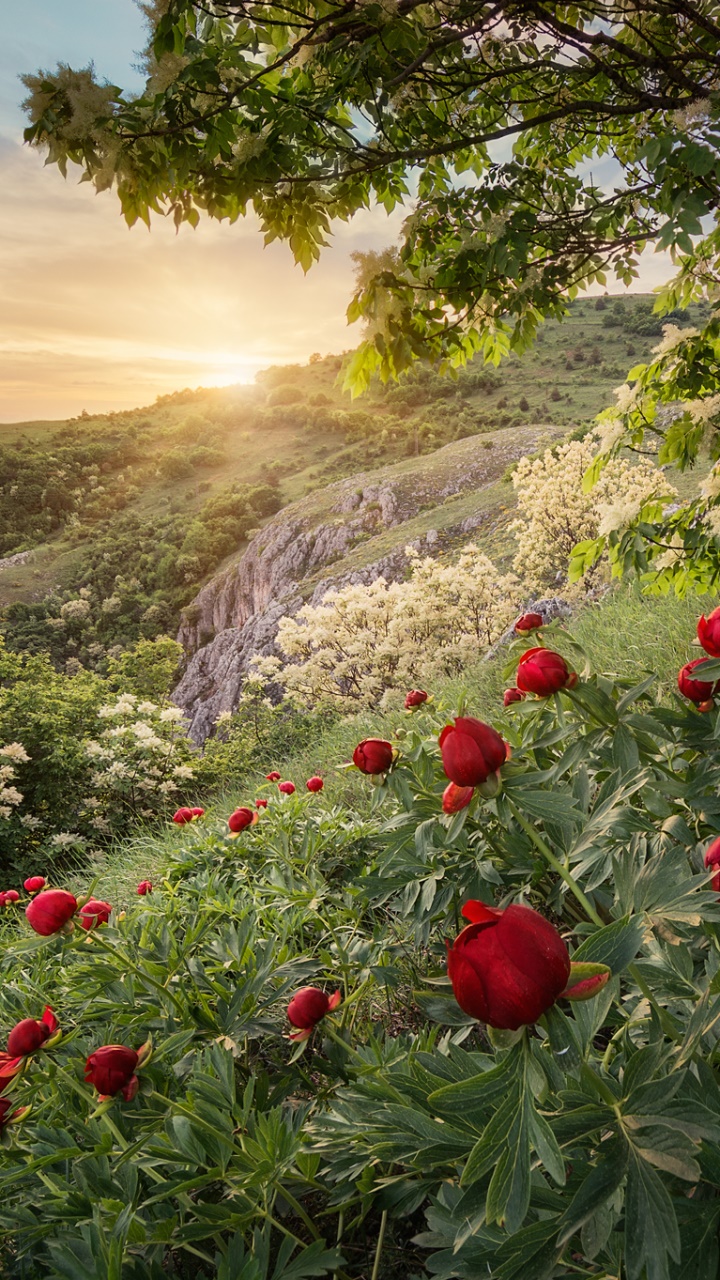 Earth Sunset, Spring, Mountain, Peony, Forest, Bulgaria, 720x1280, Phone HD Wallpaper