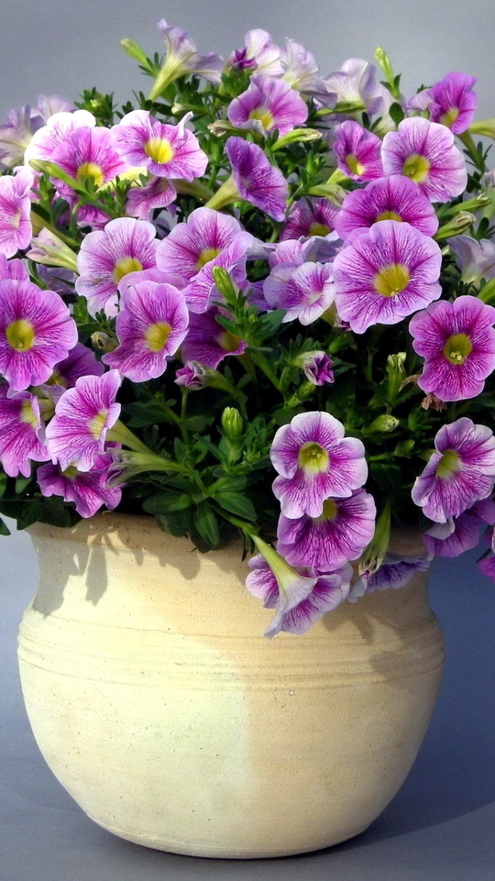 Man Made Flower, Pot Plant, 720x1280, Phone HD Wallpaper