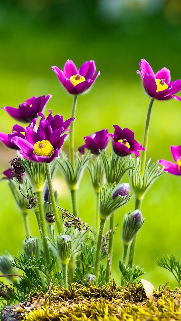 Earth Flower, Nature, Purple Flower, 720x1280, Phone HD Wallpaper