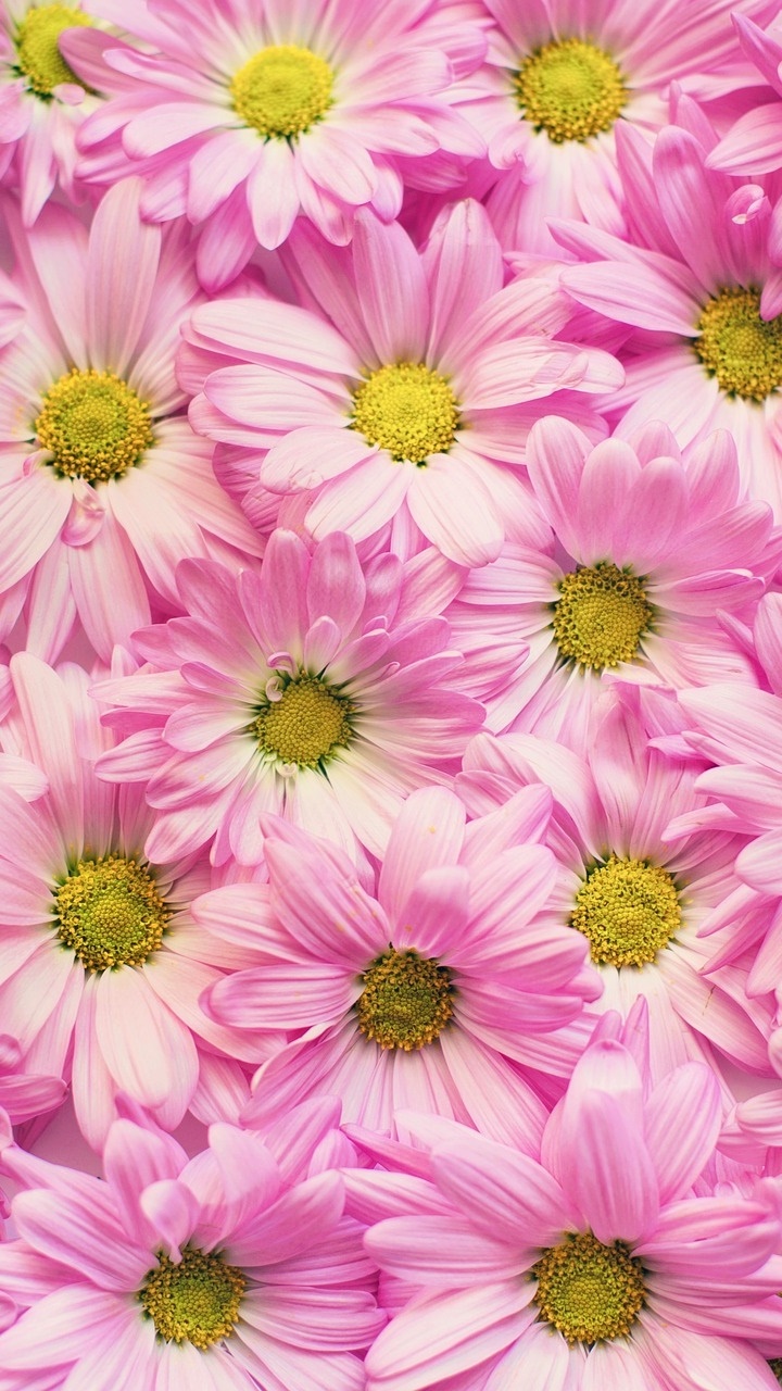 Earth Flower, Pink Flower, Chrysanthemum, Earth, 720x1280, Phone HD Wallpaper
