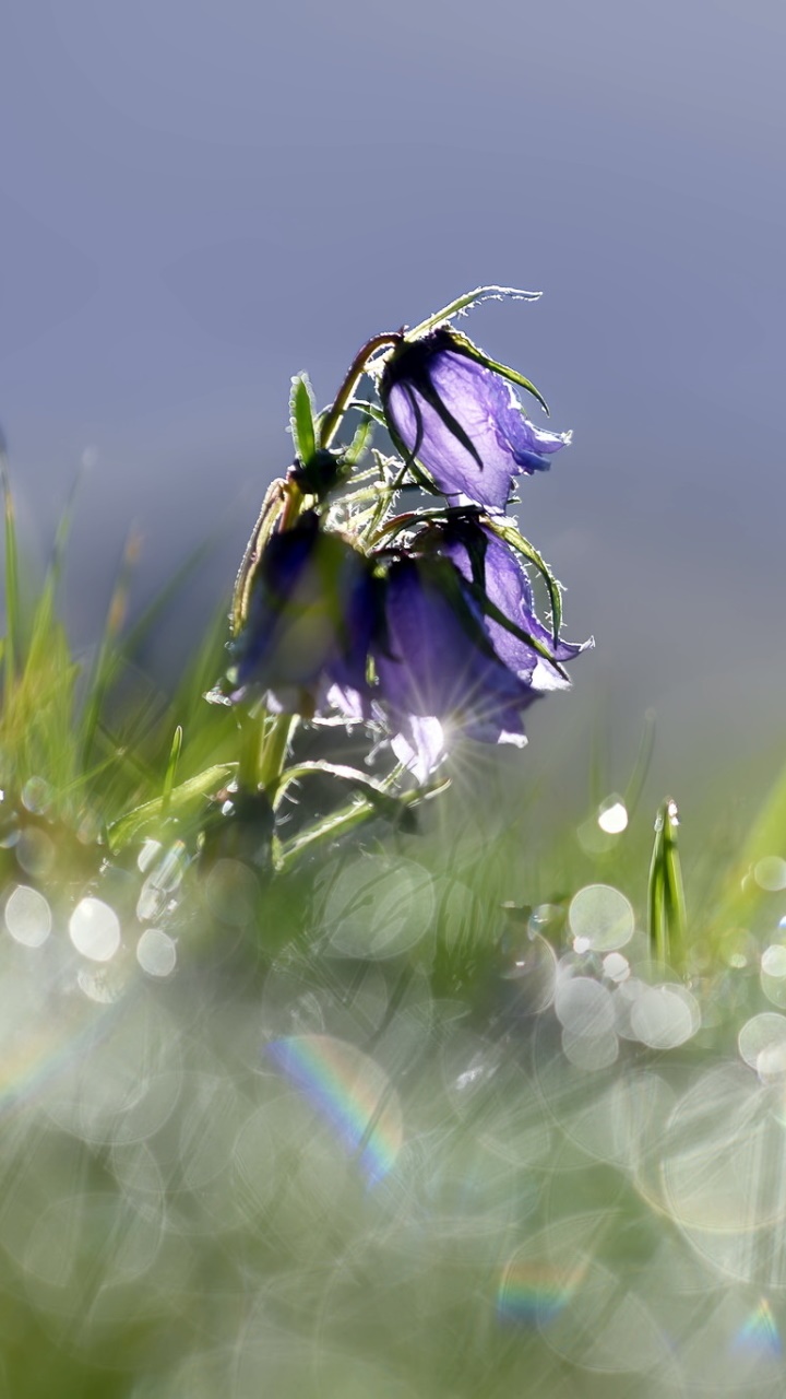 Earth Flower, Grass, Spring, Purple Flower, Bokeh, Nature, 720x1280, Phone HD Wallpaper