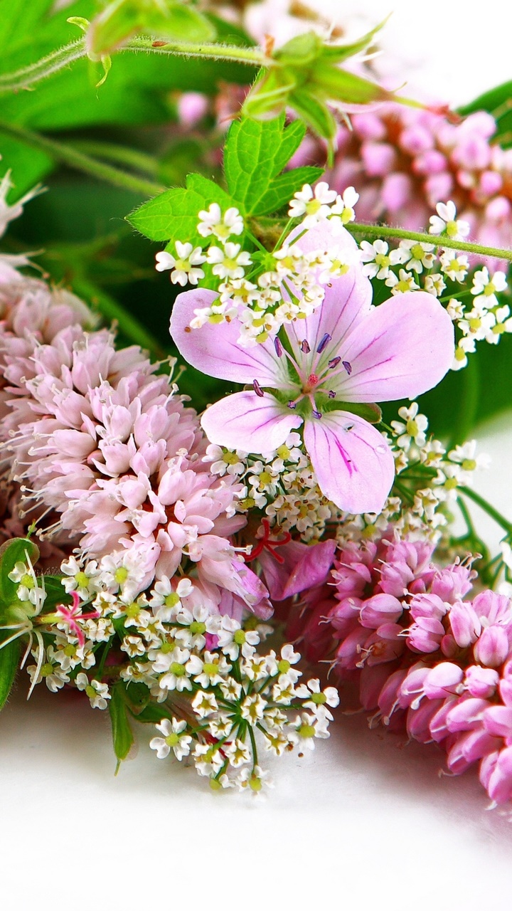 Earth Flower, Spring, Gerbera, Pink Flower, Close-up, Earth, 720x1280, Phone HD Wallpaper