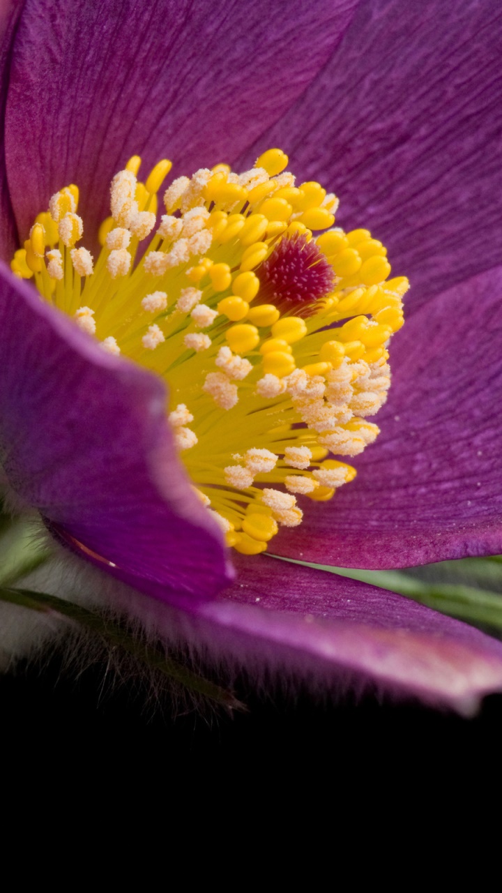 Earth Flower, 720x1280, Phone HD Wallpaper