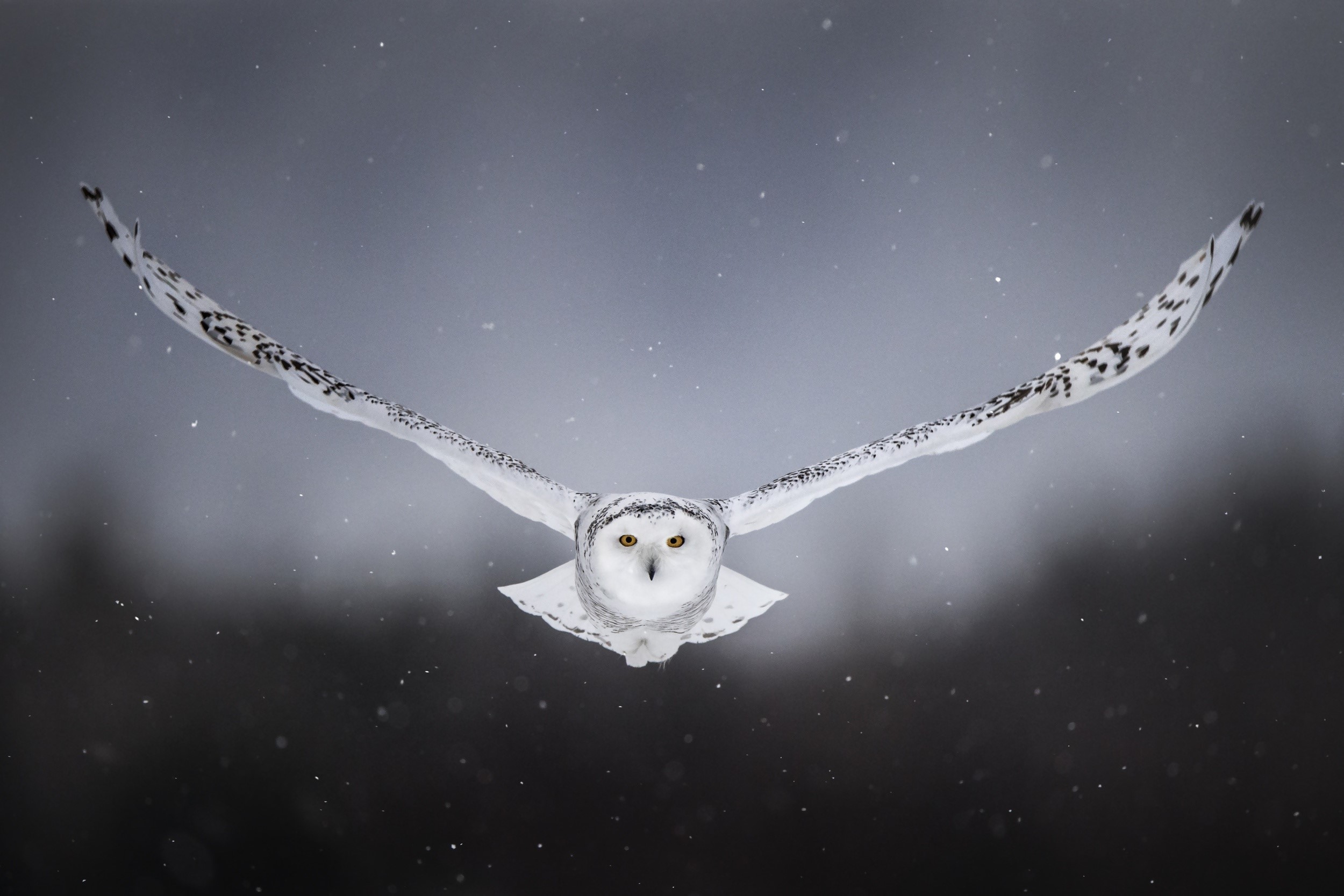 owl, birds, hd, HD Wallpaper