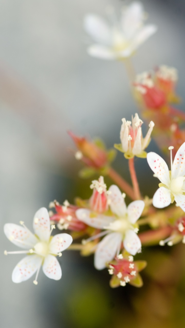 Earth Flower, 720x1280, Phone HD Wallpaper