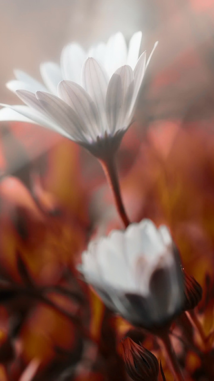 Earth Flower, Close-up, White Flower, Nature, 720x1280, Phone HD Wallpaper