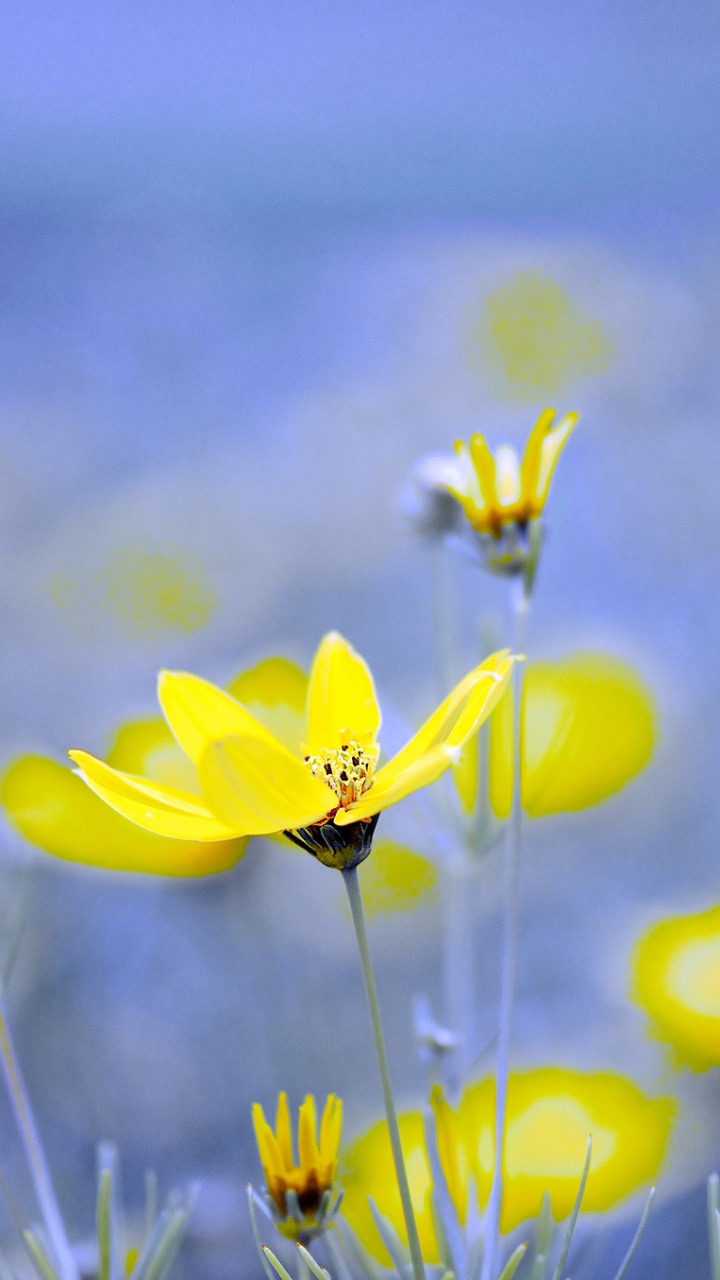 Earth Flower, Nature, Yellow Flower, 720x1280, Phone HD Wallpaper