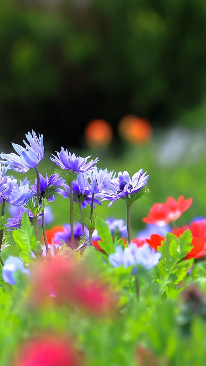 Earth Flower, Macro, Nature, Blur, Purple Flower, 720x1280, Phone HD Wallpaper