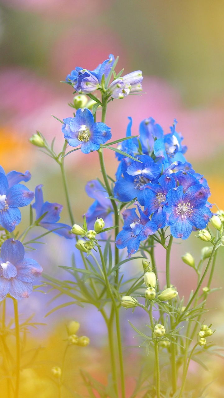Earth Flower, Nature, Blue Flower, 720x1280, Phone HD Wallpaper