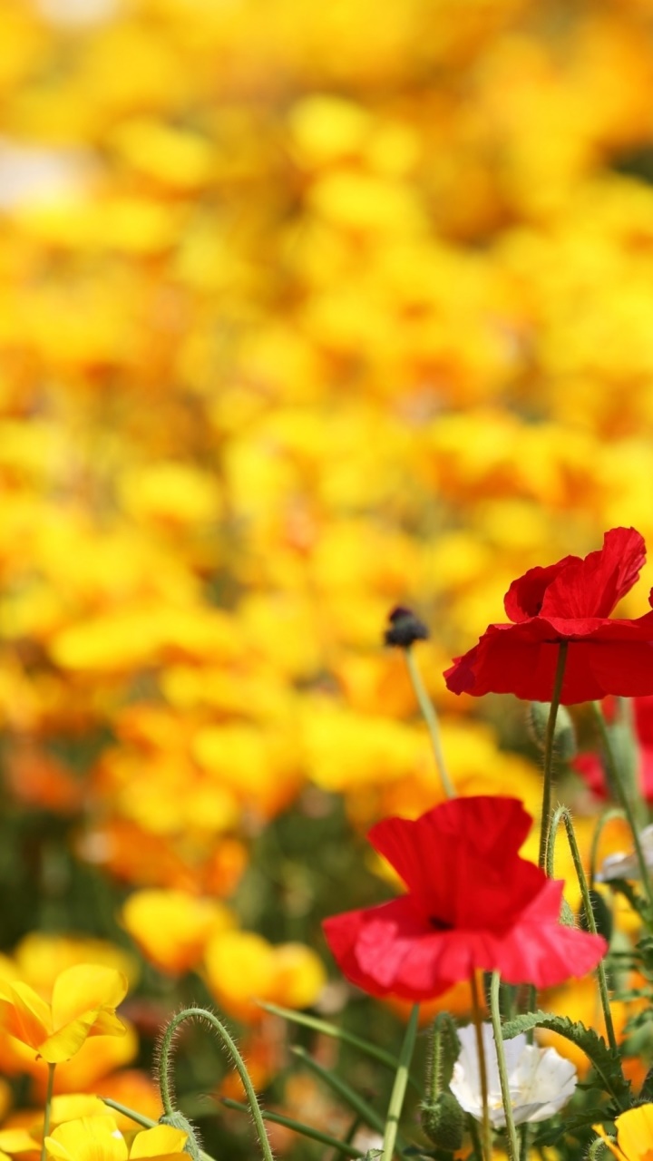 Earth Flower, 720x1280, Phone HD Wallpaper
