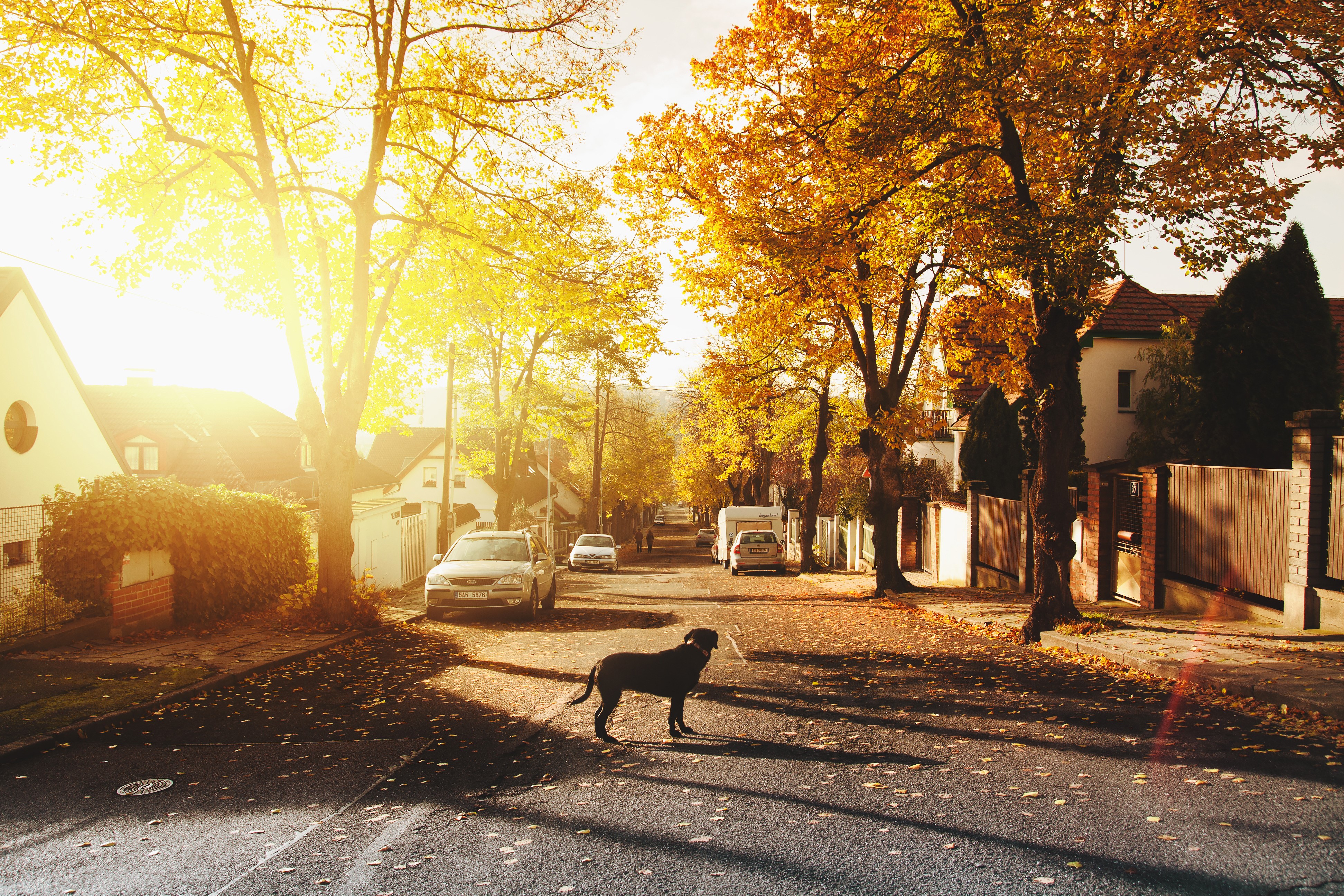 dog, animals, photography, hd, sunlight, 4k, HD Wallpaper