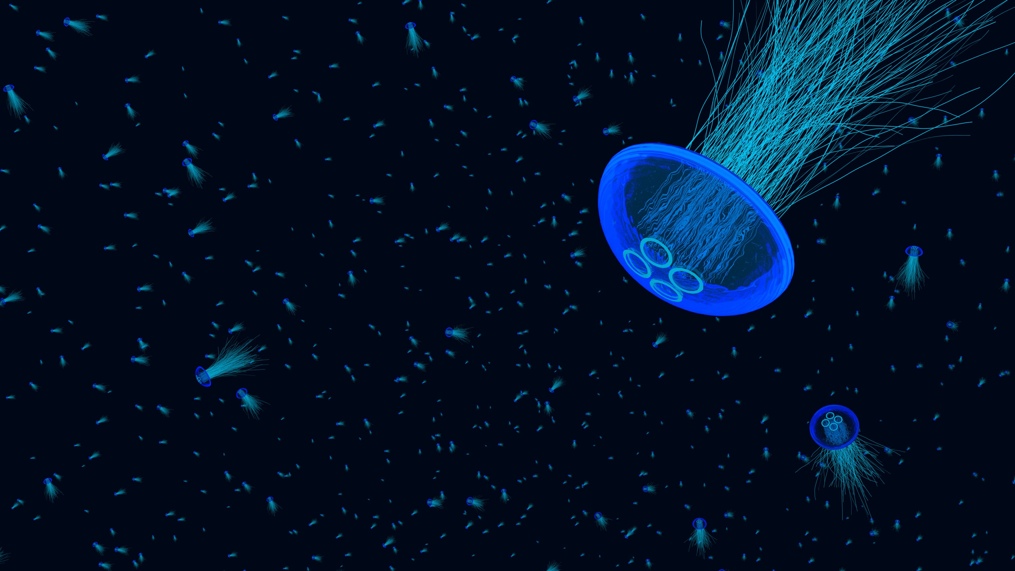 jellyfish, underwater, animals, hd, 4k, HD Wallpaper