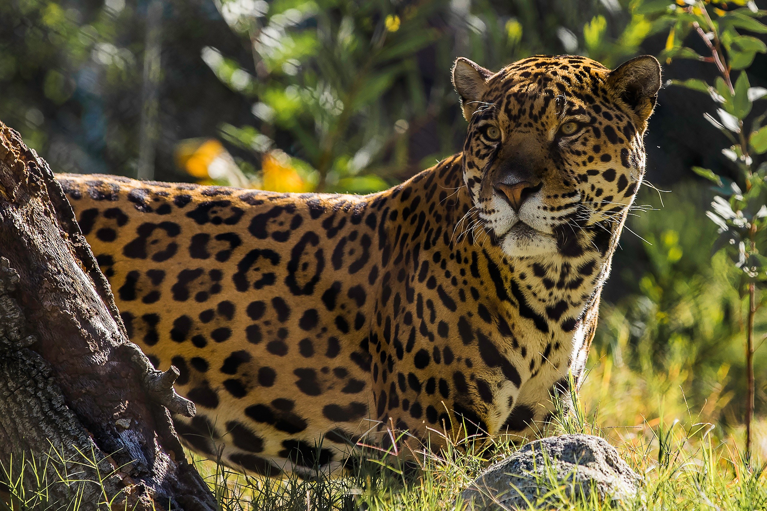 jaguar, animals, hd, HD Wallpaper