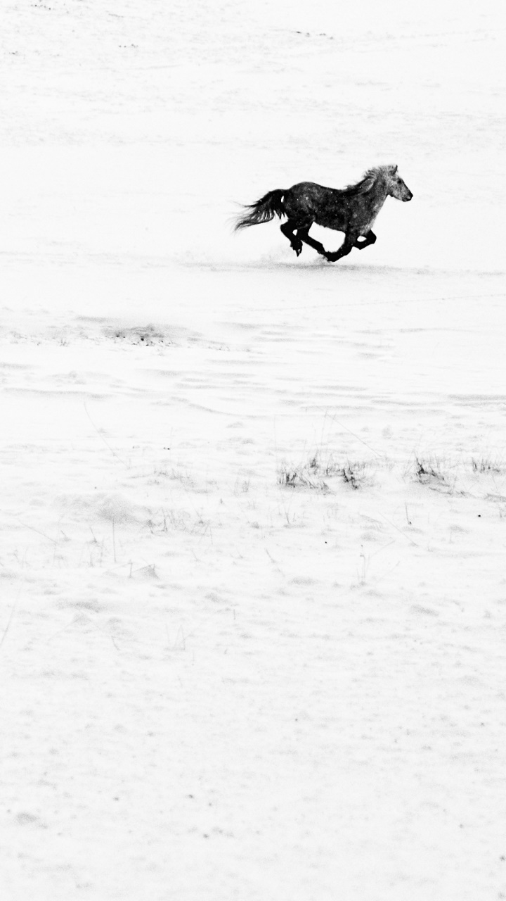 Animal Horse, Snow, Minimalist, 720x1280, Phone HD Wallpaper