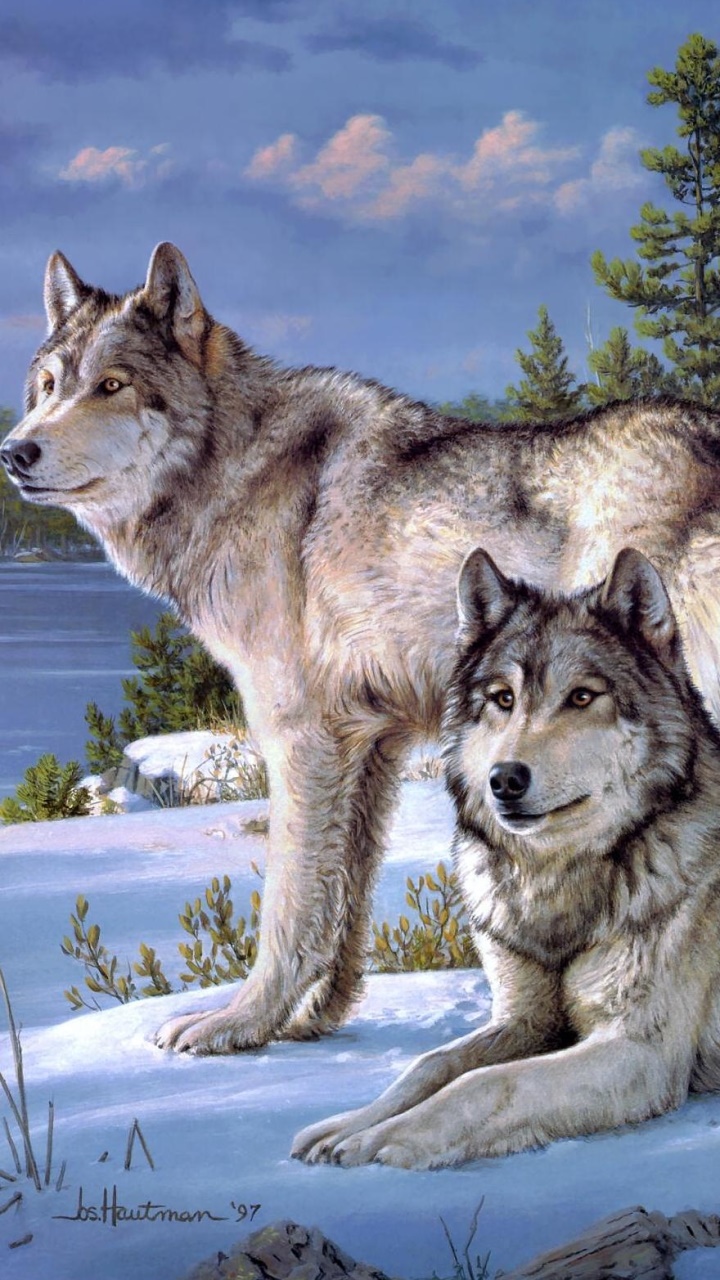 Animal Wolf, 720x1280, Phone HD Wallpaper
