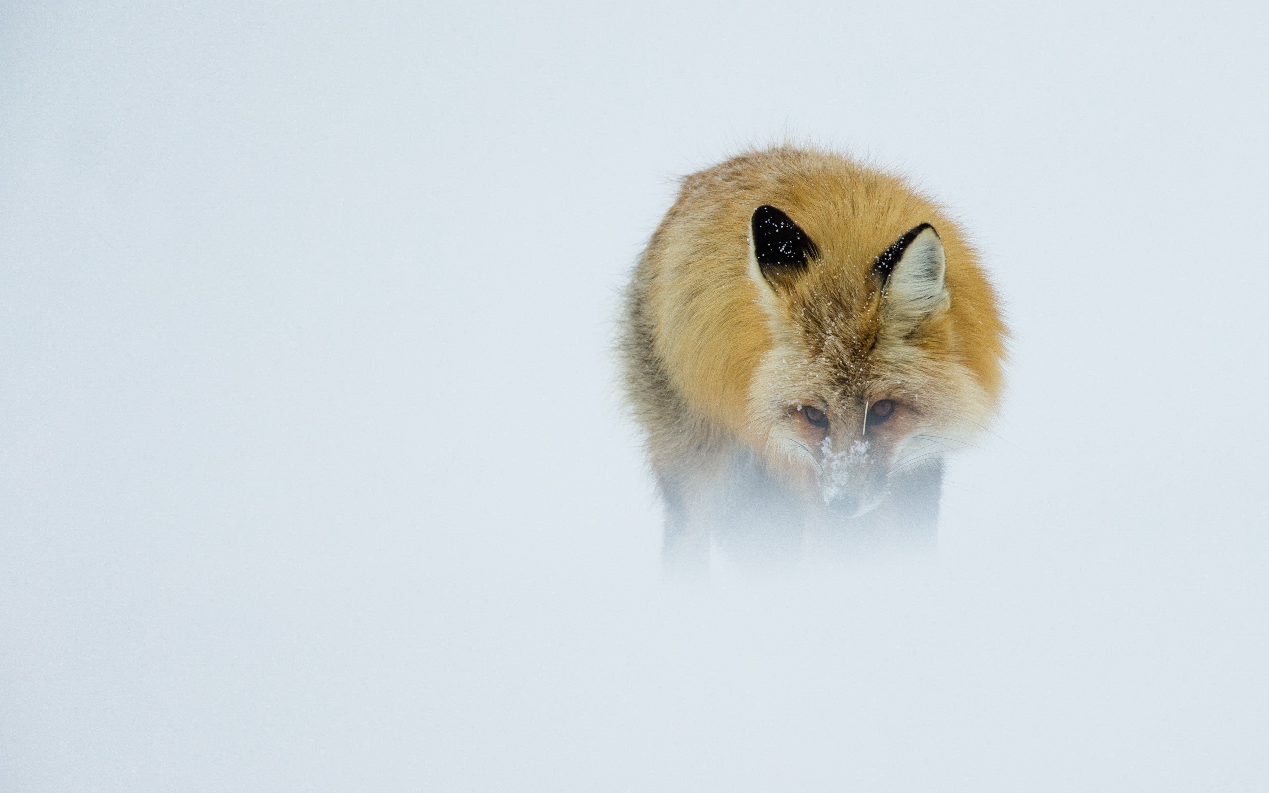 fox, winter, animals, hd, HD Wallpaper